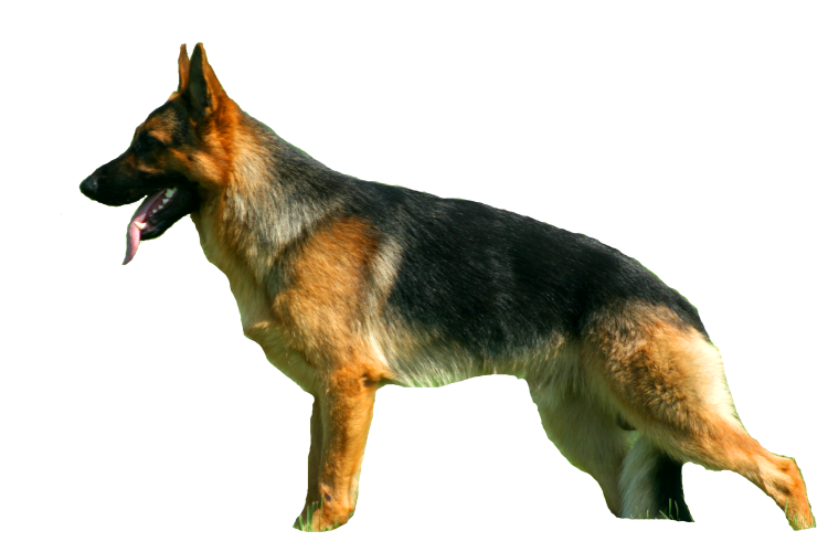 Немецкая овчарка без фона