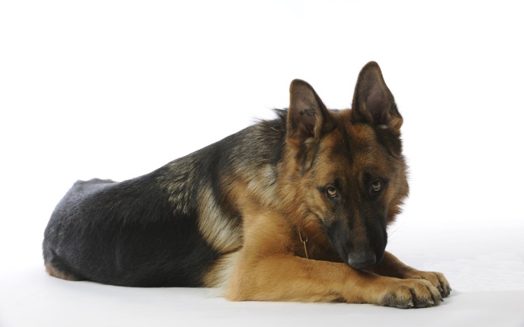 Собака немецкая овчарка