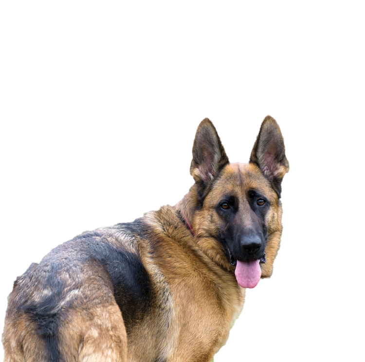 Собака овчарка