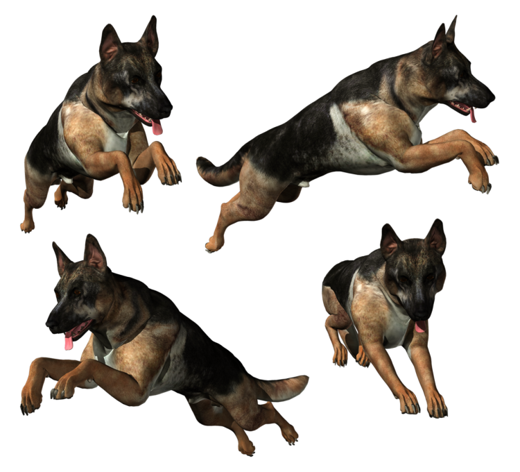 Немецкая овчарка