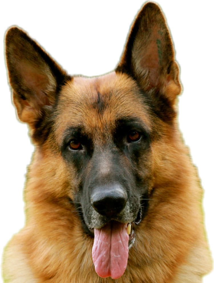 Злая немецкая овчарка Мухтар