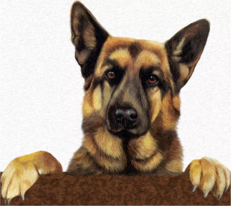 Картина собака на белом фоне