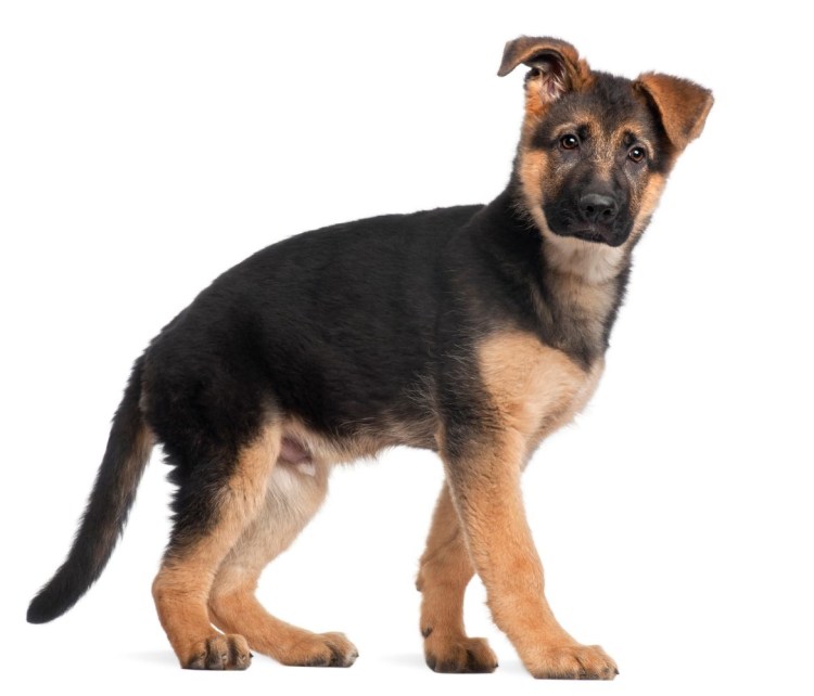 Немецкая овчарка 3 месяца стоя