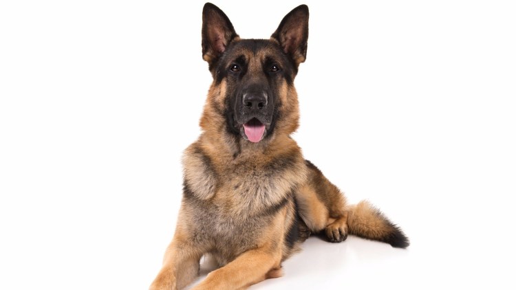 German Shepherd на белом фоне