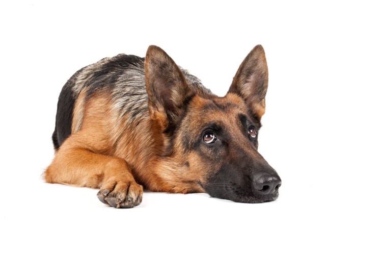 Овчарка на белом фоне