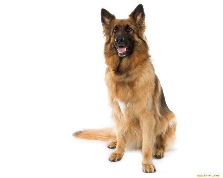 Немецкая овчарка в полный рост