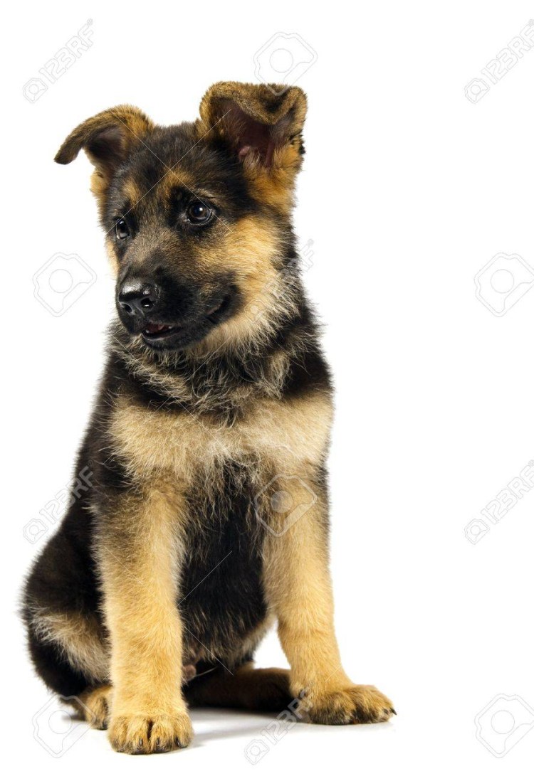 Щенок овчарки на белом фоне
