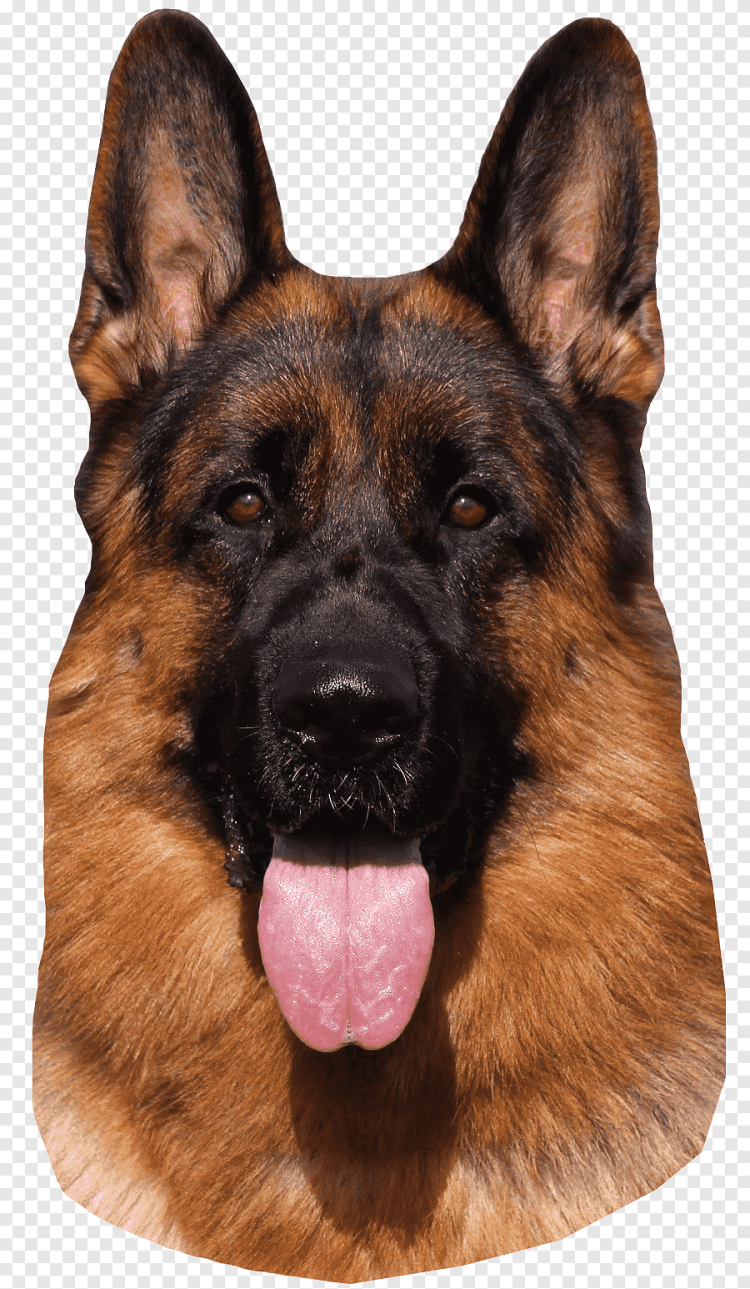 Кинг Шепхерд порода собак