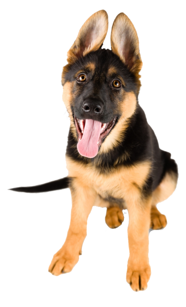 Щенок немецкой овчарки сидит