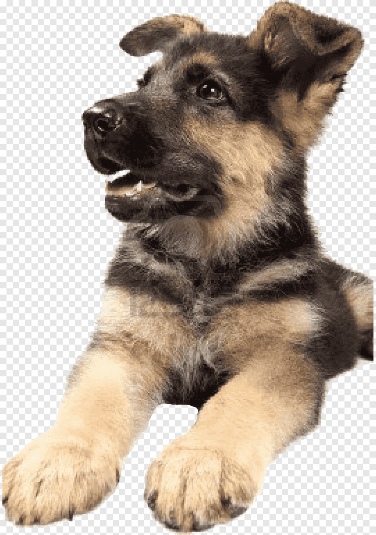 Щенок овчарки на белом фоне