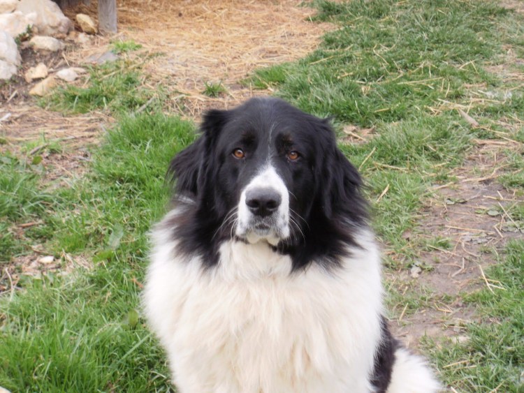 Каракачанская овчарка