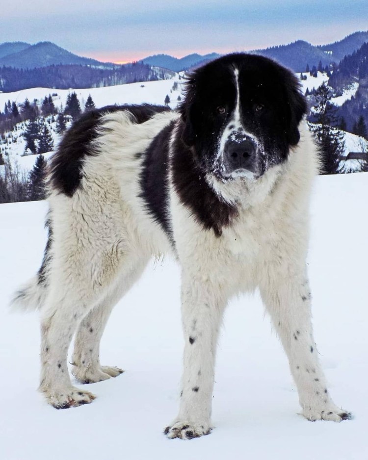 Румынская Буковинская овчарка