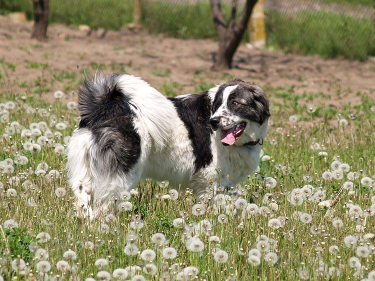 Каракачанская болгарская овчарка