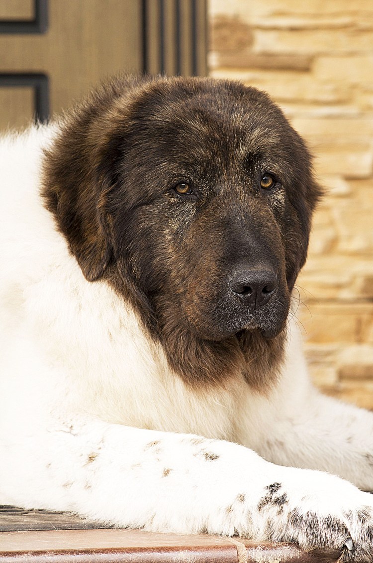 Болгарская пастушья овчарка