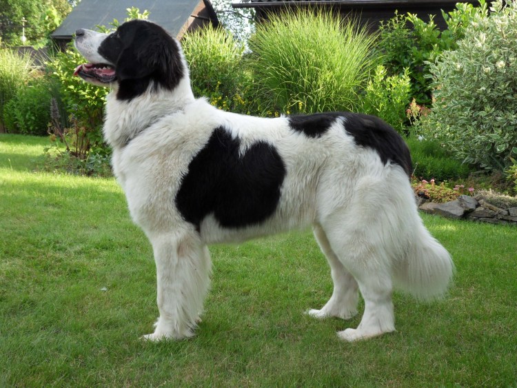 Болгарская овчарка