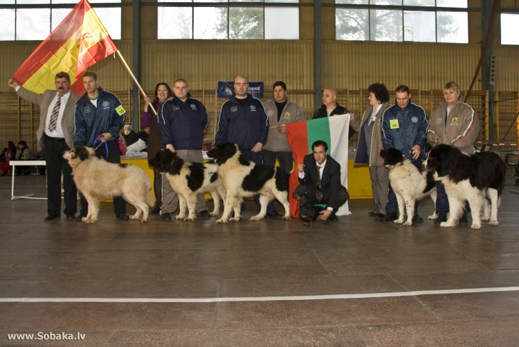 Кавказская овчарка альбинос