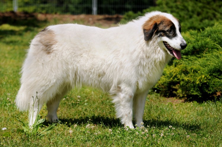 Каракачанская овчарка