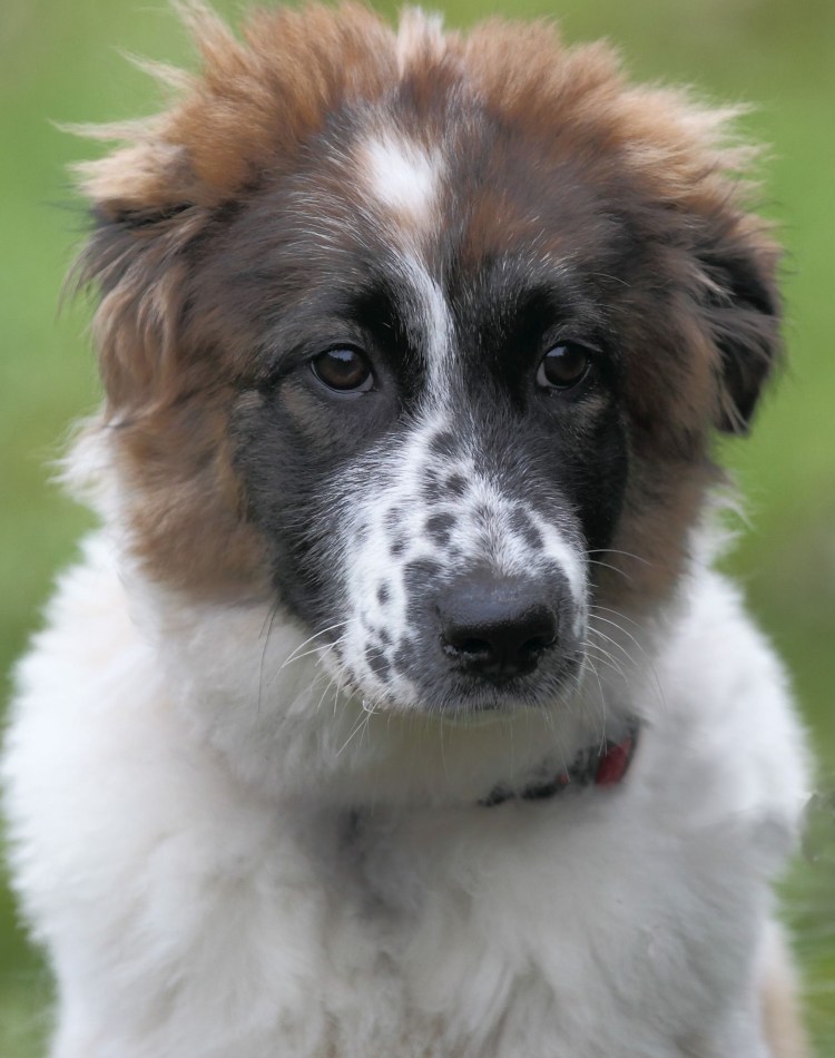 Болгарская пастушья овчарка