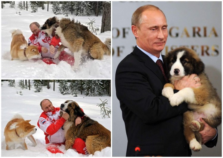 Болгарская пастушья овчарка