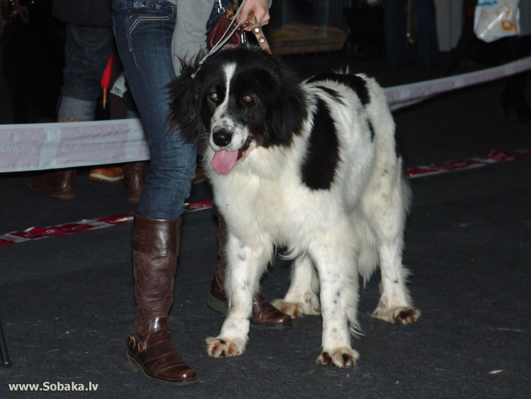 Грецкая овчарка