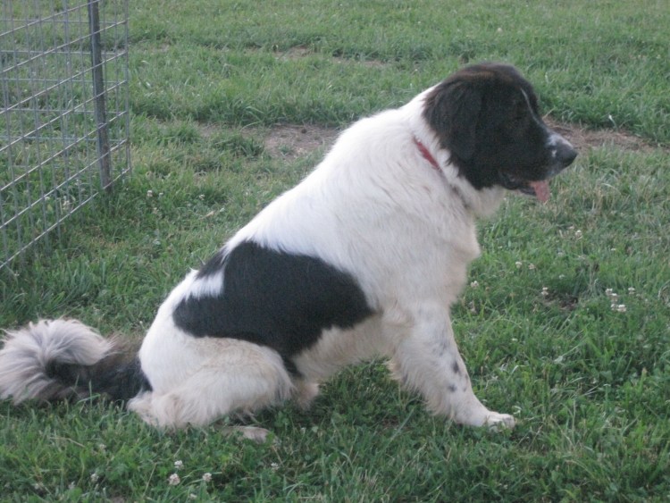 Каракачанская овчарка Баффи