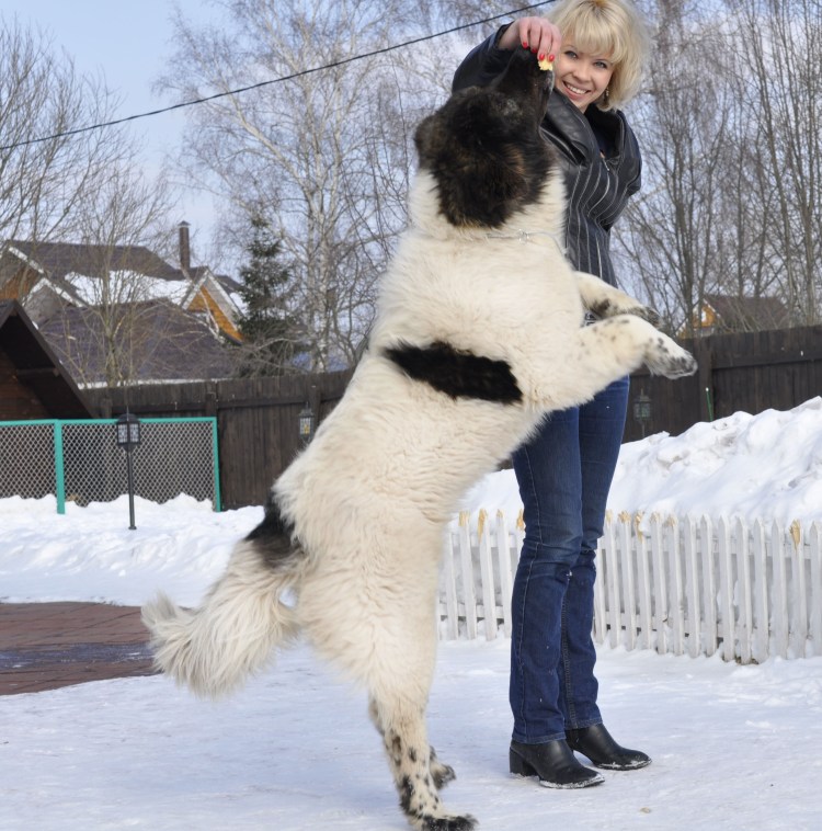 Масковая сторожевая овчарка