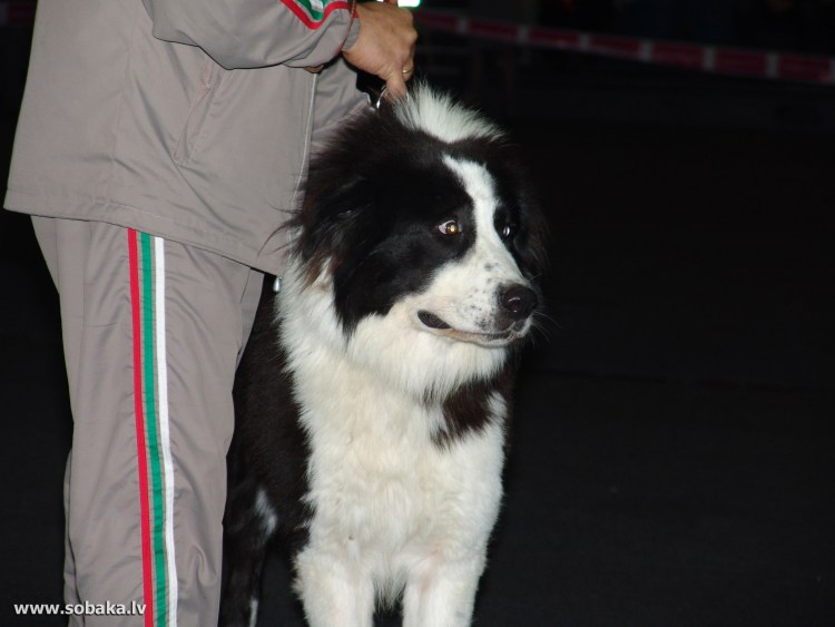 Гарафийская овчарка