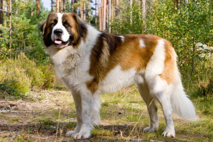 Австрийские пастушьи овчарки