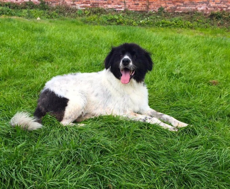 Ландсир собака