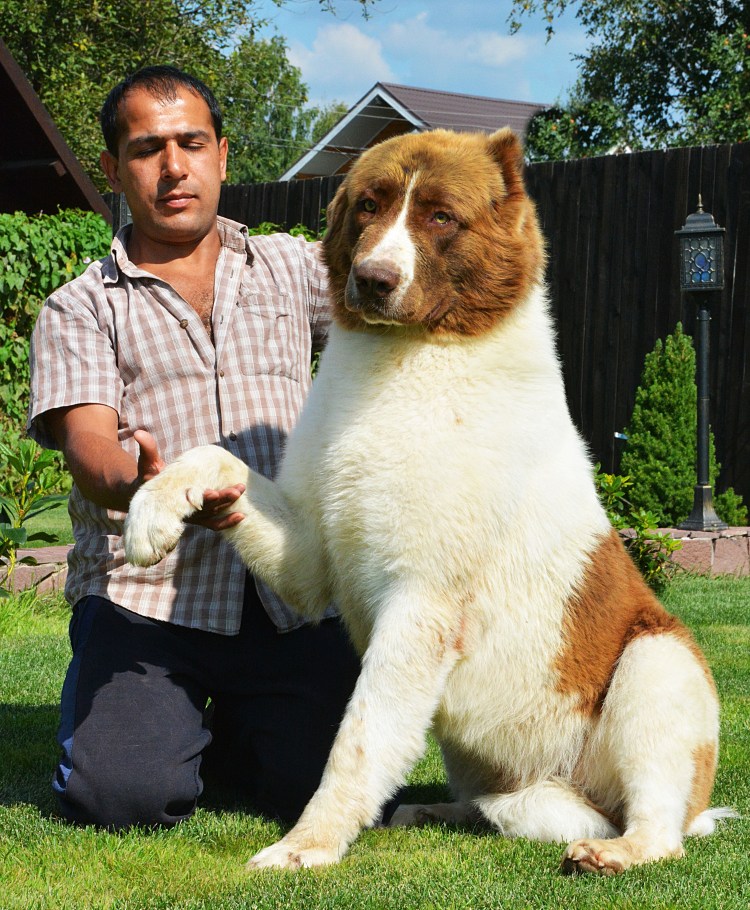 Каракачанская собака болгарская овчарка