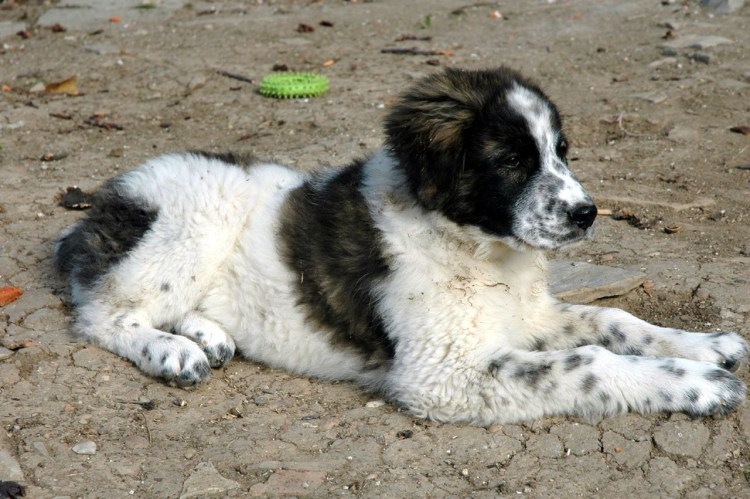 Арденский бувье