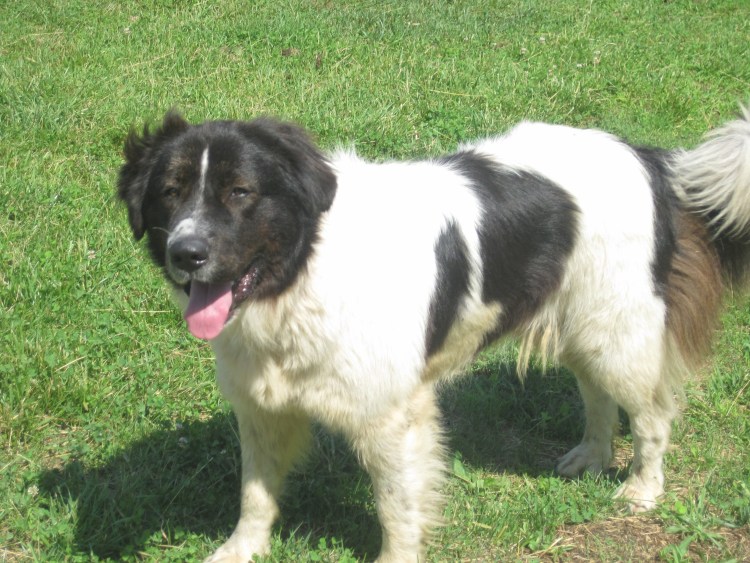 Каракачанская овчарка