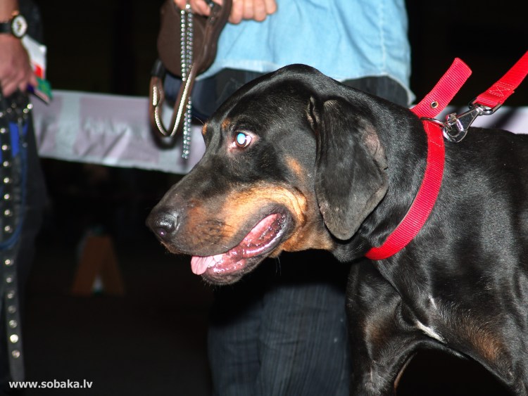 Каракачанская овчарка