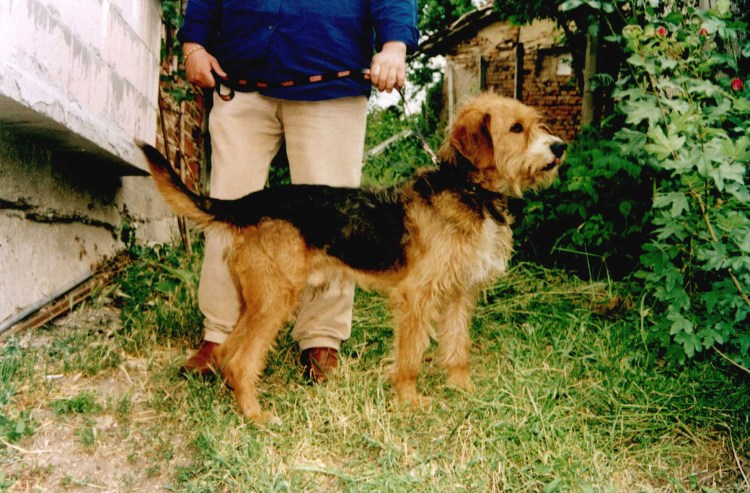 Греческая овчарка