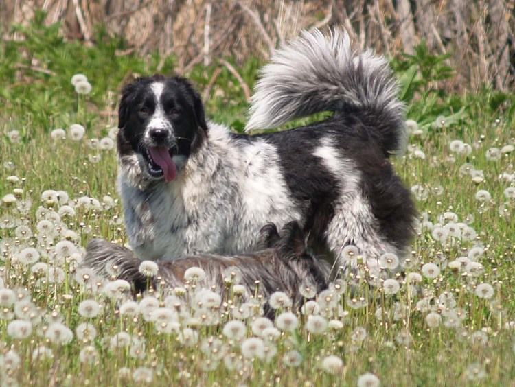 Болгарская овчарка ровного окраса