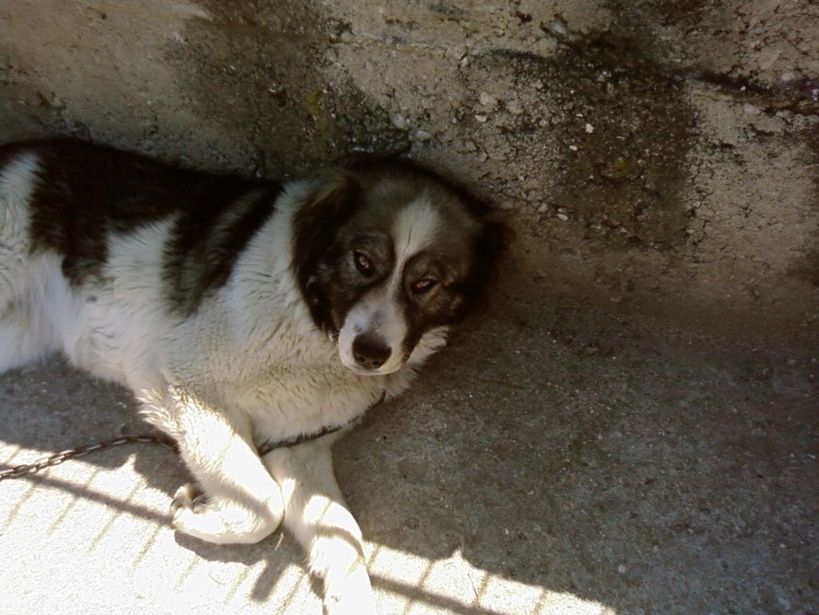 Собаки породы волкодав и Кавказская овчарка