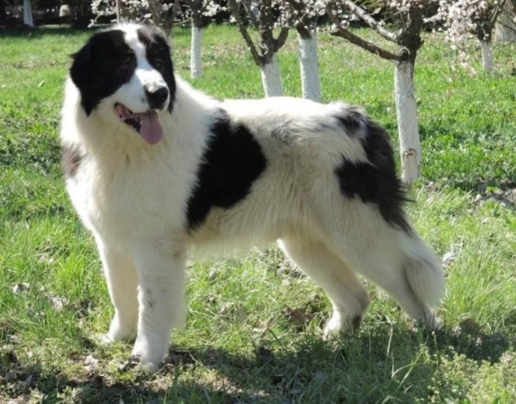 Каракачанская овчарка Путина