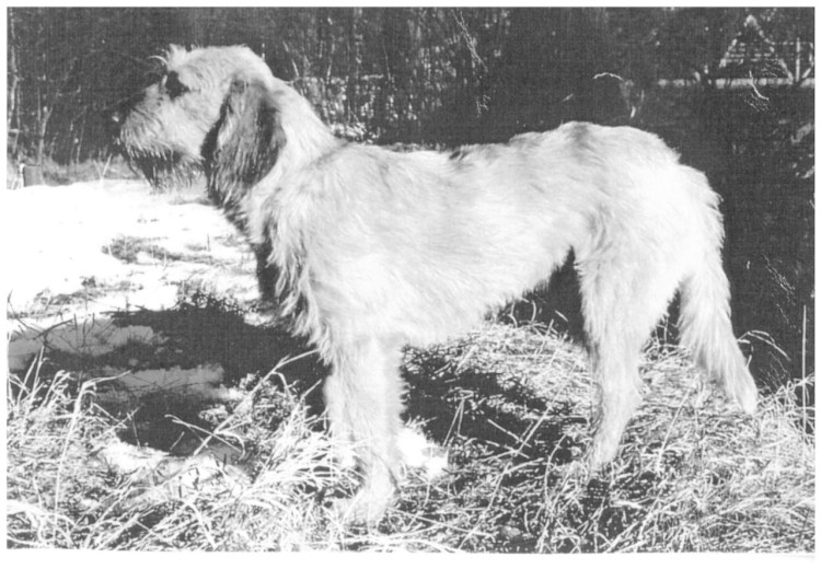 Боснийская грубошерстная гончая