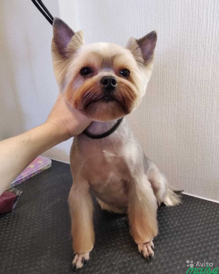 Стрижка Йорка