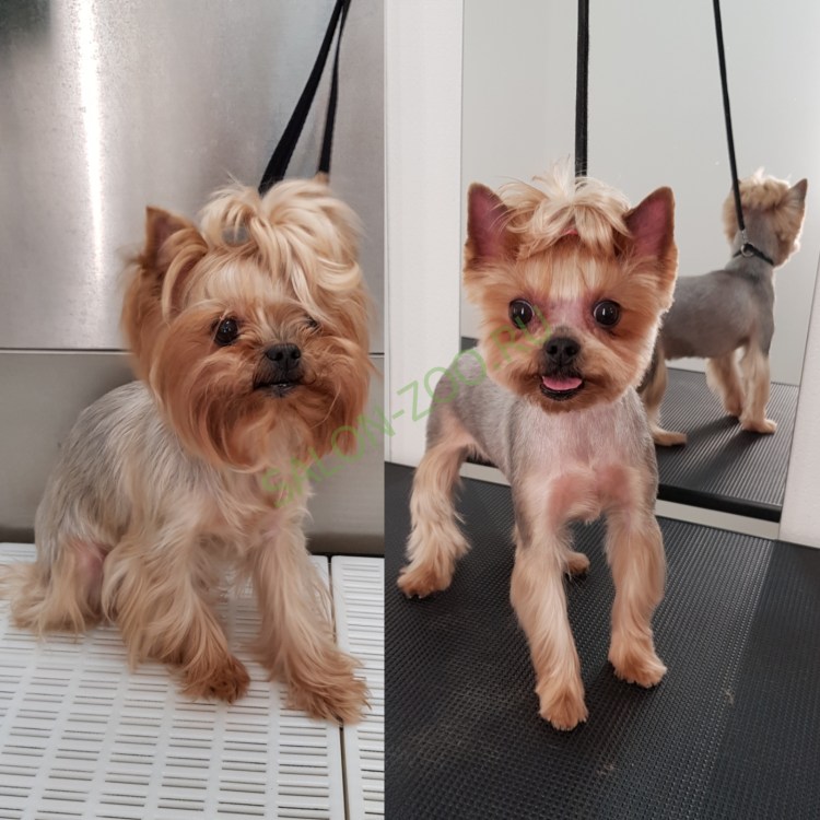 Стрижка йок очень короткая