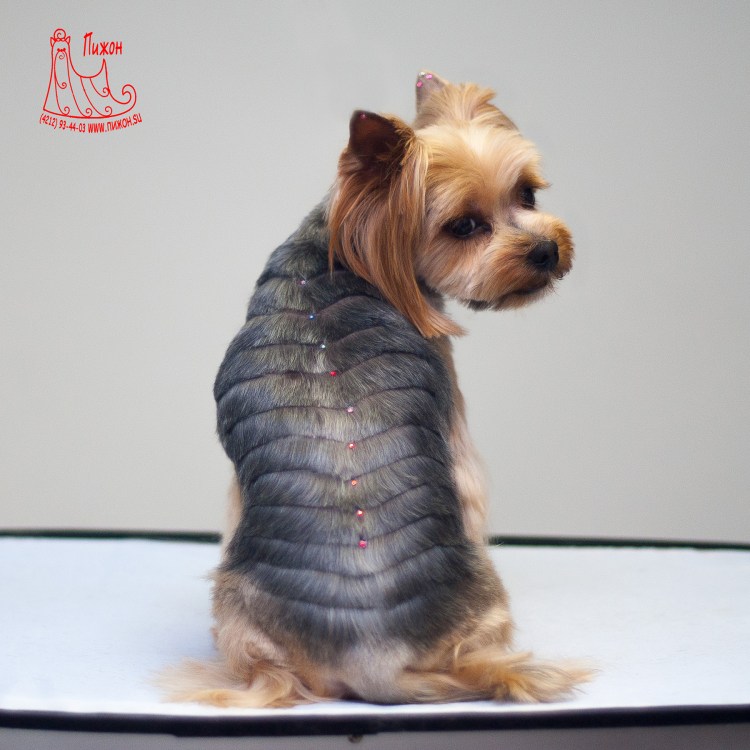 Стрижка Йорка девочки без хвостика