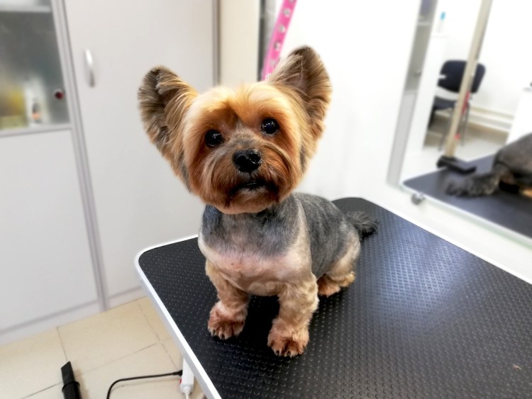 Стриженые уши Йорка сзади