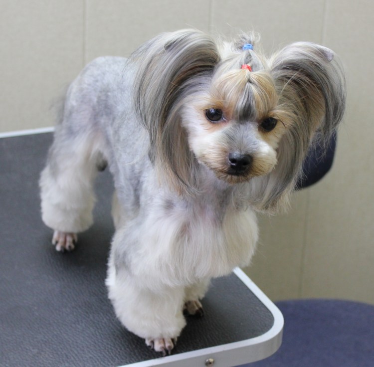 Стрижка йоркширского бишона