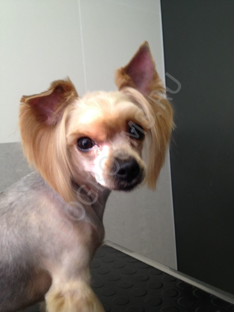 Йоркширский терьер налысо