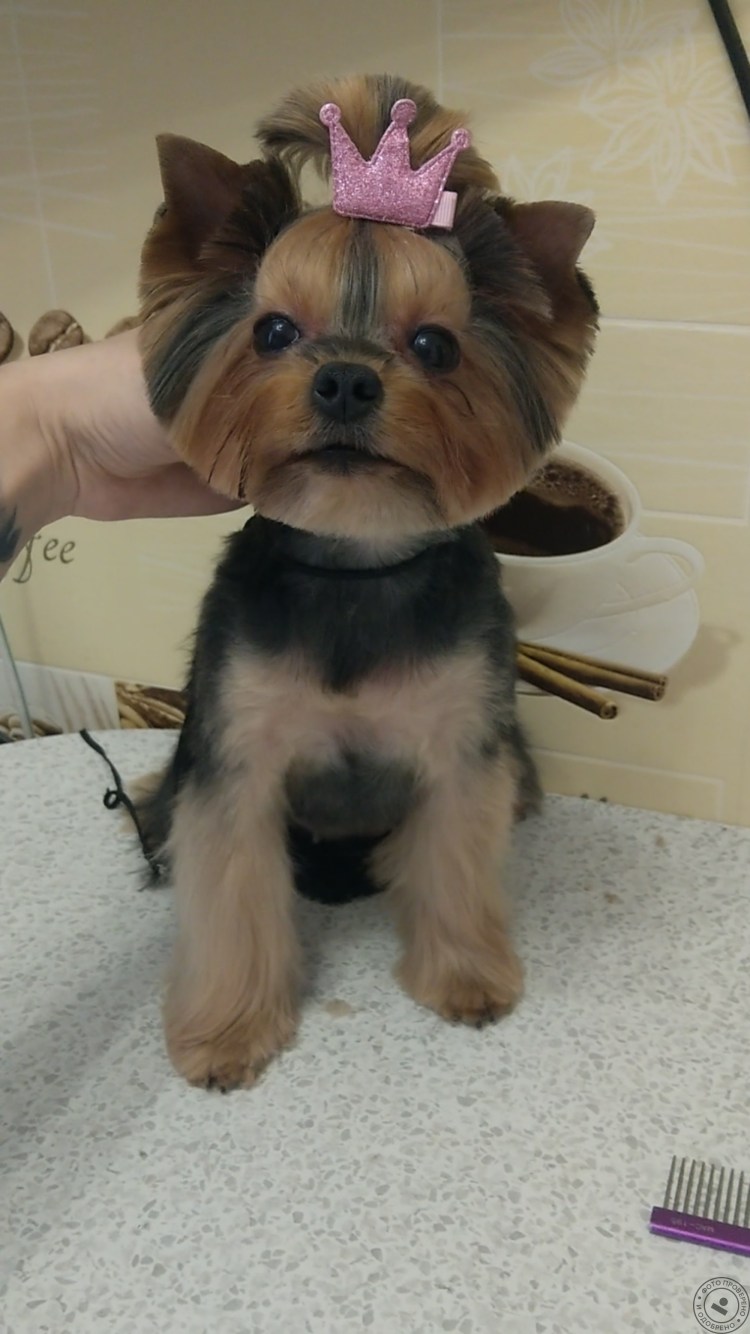 Стрижка Йорка под медвежонка