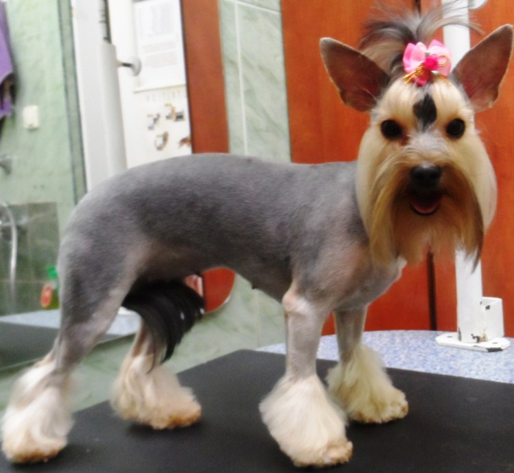 Стрижки йоркширского терьера мальчика