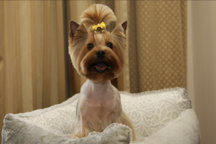 Стрижка лап у Йорка