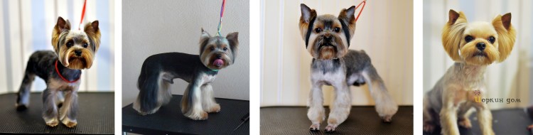 Короткие стрижки йорков девочек