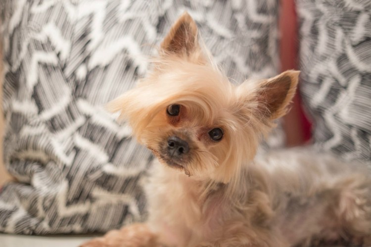 Стрижка Йорка до и после