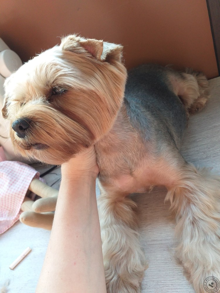 Корейская стрижка Йорка мальчика